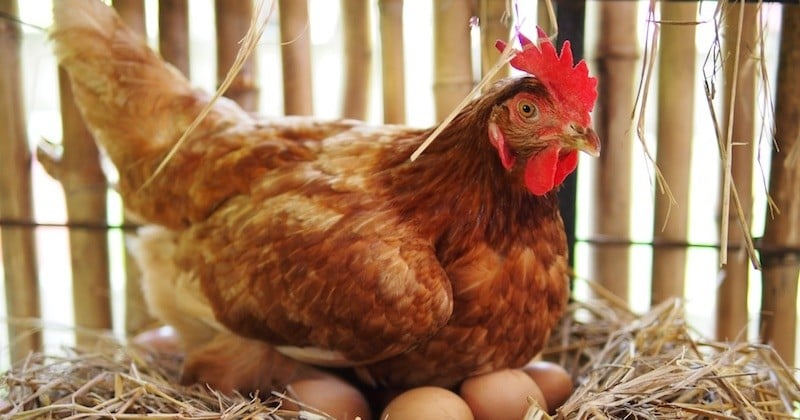 Un éleveur propose 3 000 poules à l'adoption pour leur éviter l'abattoir