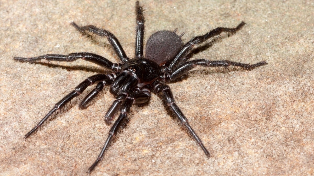 La plus grande araignée venimeuse mâle au monde a été découverte en Australie