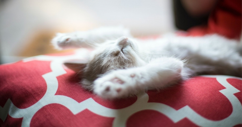 10 photos de chats en train de dormir qui vont vous redonner le sourire 