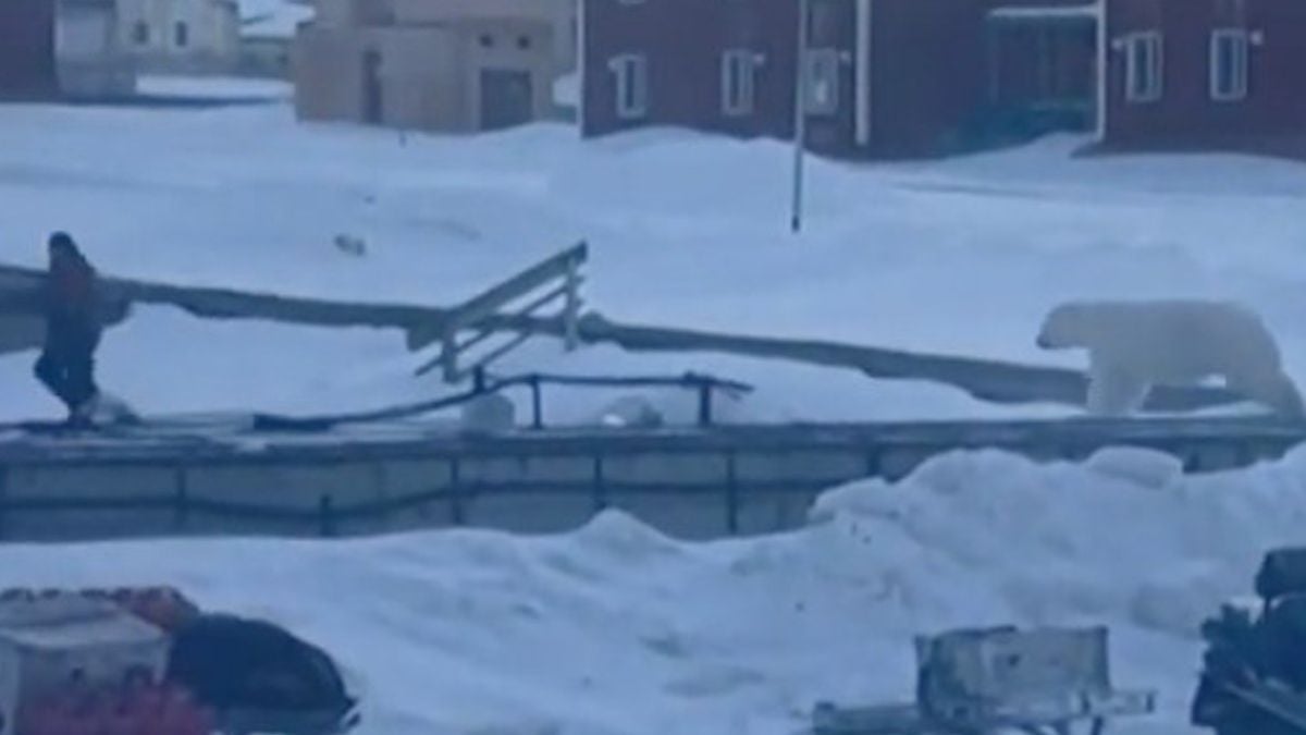 Vidéo : pourchassé par un ours polaire affamé, un homme a eu un un réflexe qui lui a sauvé la vie