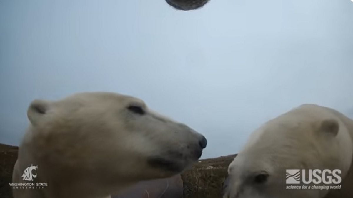 Des scientifiques attachent des caméras GoPRo sur des ours polaires et découvrent qu'ils se sont transformés