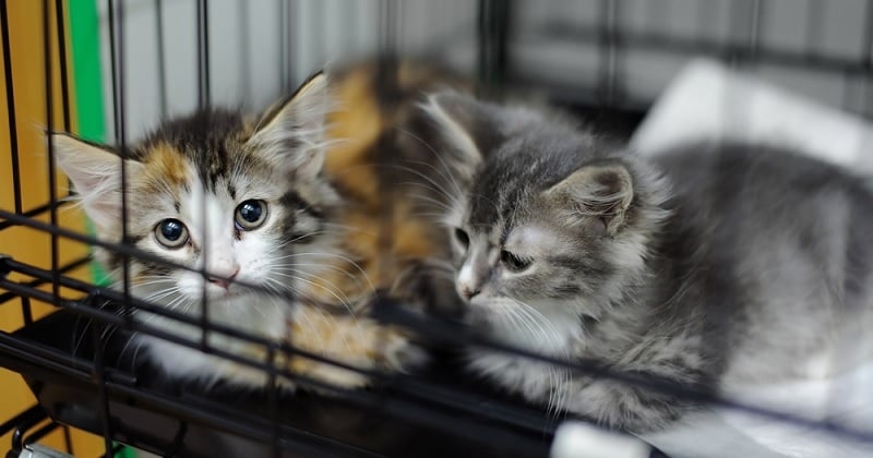 Bordeaux : la ville s'oppose aux salons d'exposition de chiots et de chatons	