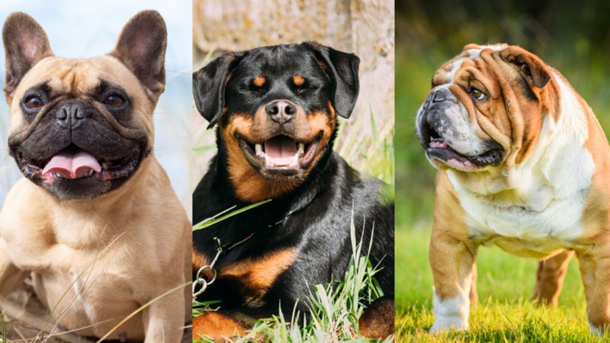 Le classement des 5 races de chien qui vivent le moins longtemps