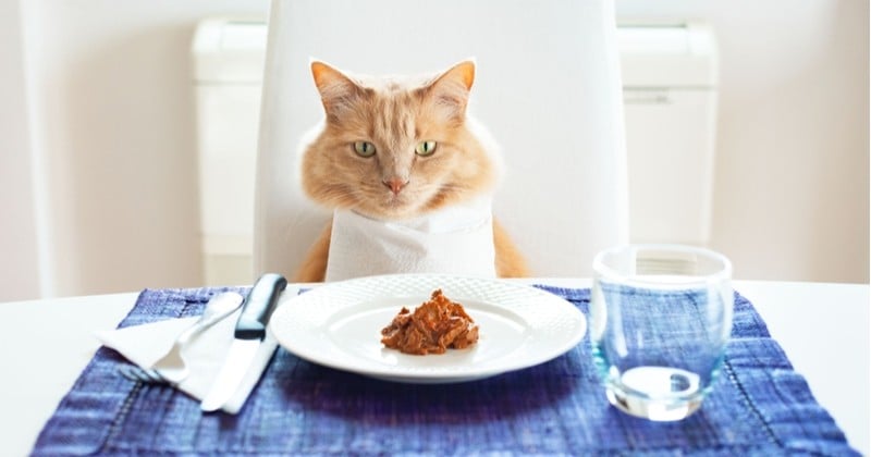 Recette croquettes et pâtée maison pour votre chat