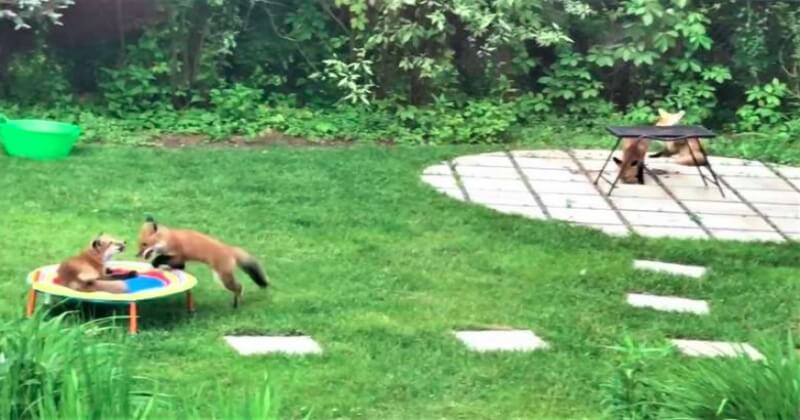 Une famille de sept renards s'est invitée dans le jardin d'une famille