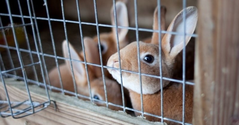 New York : un projet de loi a été adopté pour interdire la vente de chiens, chats et lapins dans les animaleries