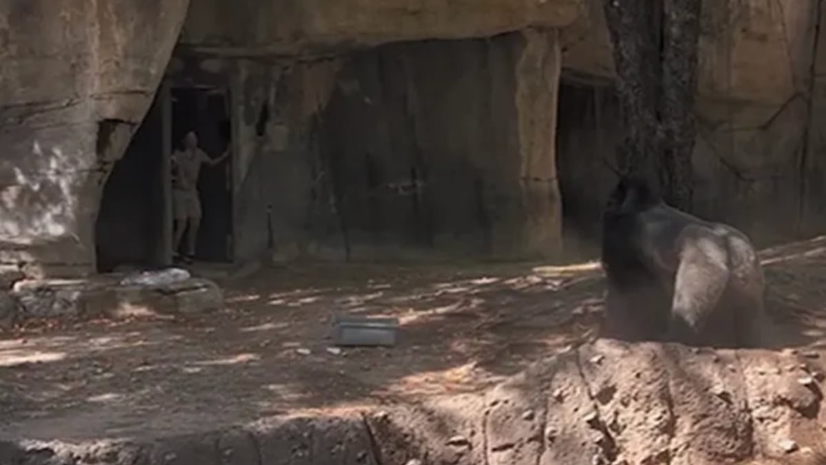 Un gorille en colère fonce sur une gardienne de zoo enfermée par erreur dans son enclos, des images glaçantes
