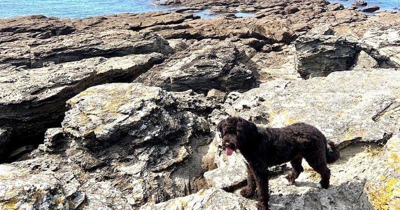 Cette Française en vacances sauve un chiot coincé dans une falaise 