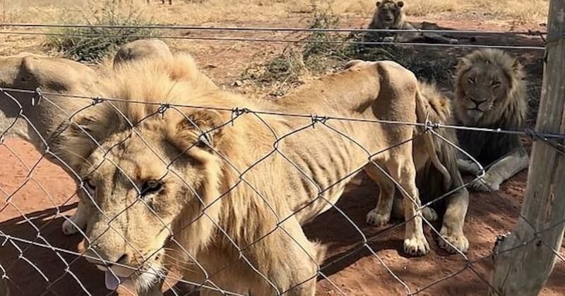 Afrique du Sud : une dizaine de lions élevés pour être abattus ont été sauvés d'une mort certaine