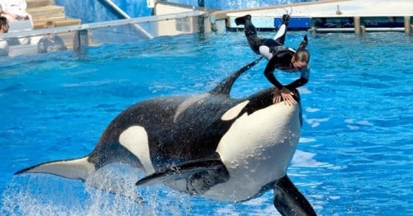 ENFIN : SeaWorld arrête une bonne fois pour toutes l'élevage d'orques en captivité