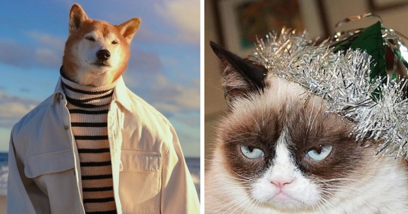 15 photos de chiens et chats qui vont vous redonner le sourire