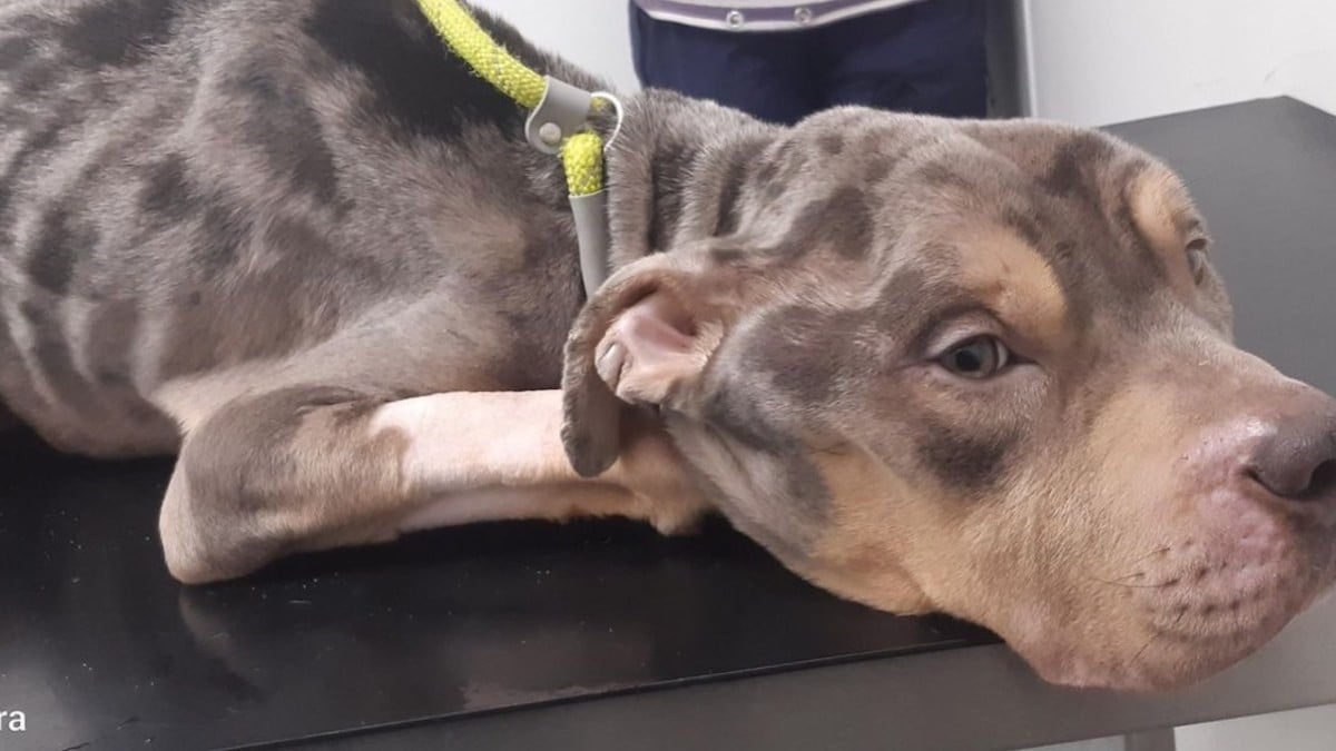 Il laisse son chien mourir de faim après des mois de souffrance, sa condamnation indigne les amoureux des animaux