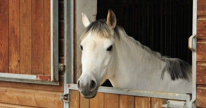 Chevaux mutilés : la piste humaine écartée sur la grande majorité des cas, les éleveurs crient leur colère	