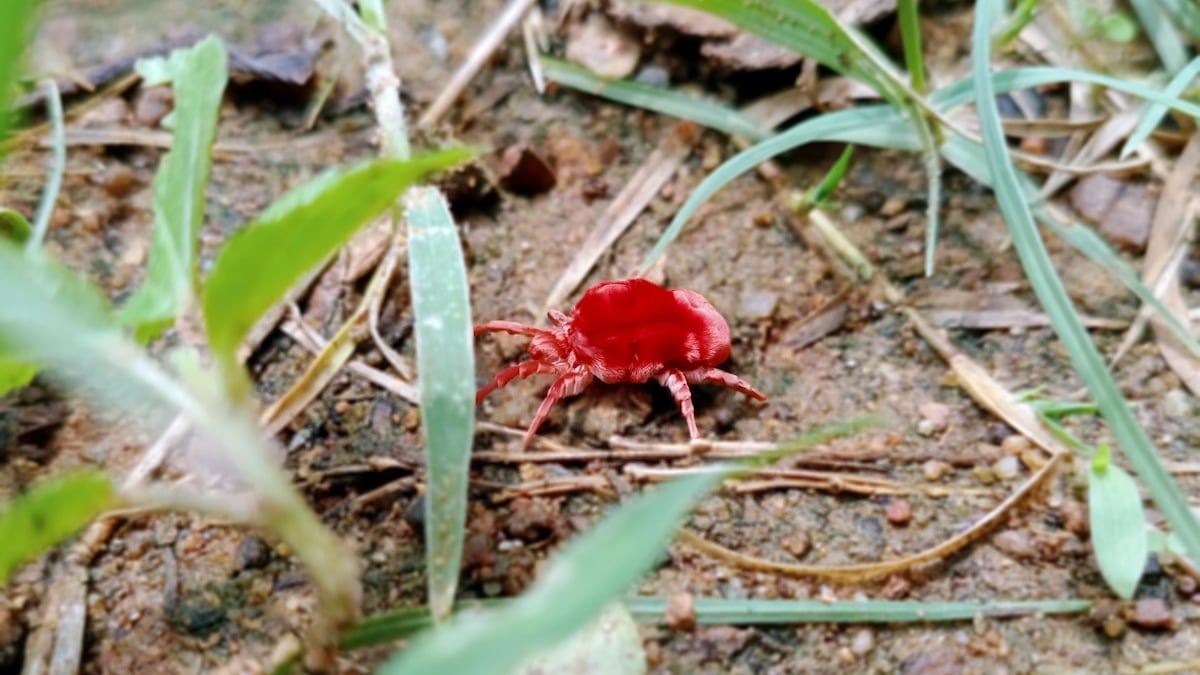 Source de démangeaisons intenses, cette petite bestiole est partout et s'infiltre dans toutes les maisons