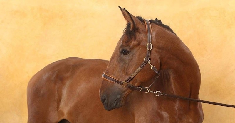 Douze chevaux sauvés de l'abattoir grâce à la mobilisation des internautes