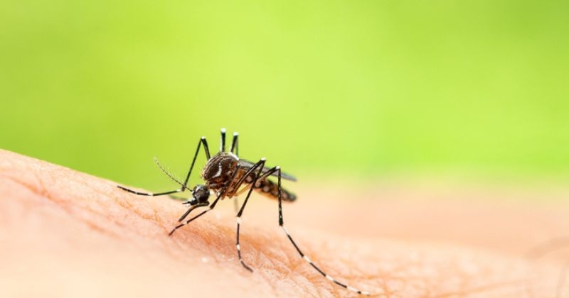 Les moustiques sont plus attirés par les personnes ayant cette odeur