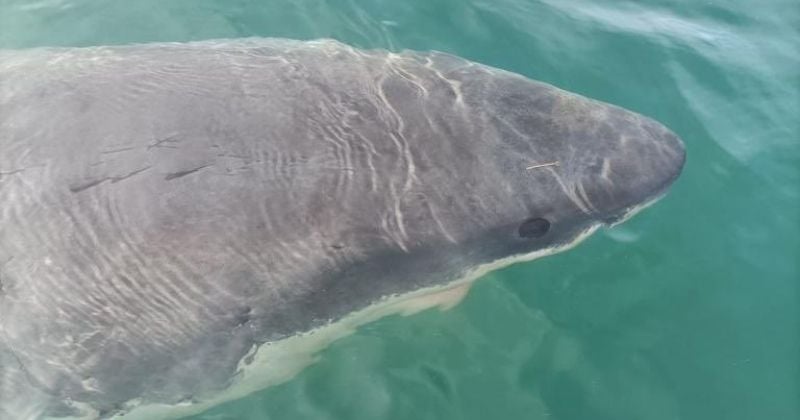 Un gran tiburón blanco avistado en el puerto de La Coruña, una presencia que desafía a los científicos