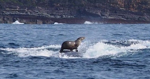 Un phoque surpris en train de surfer… sur une baleine au large des côtes australiennes ! 