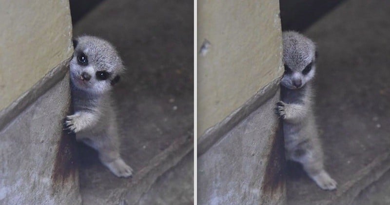 Ce cliché d'un bébé suricate, timide à l'idée d'affronter l'objectif d'un photographe, a fait le tour du monde