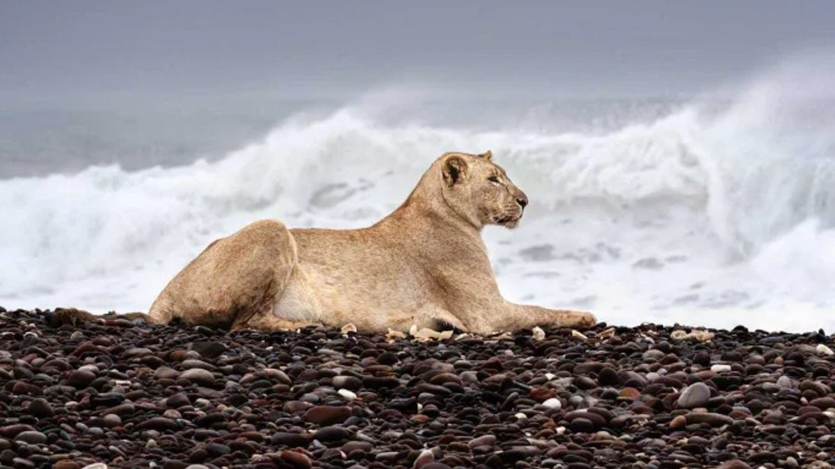 La lionne Gamma