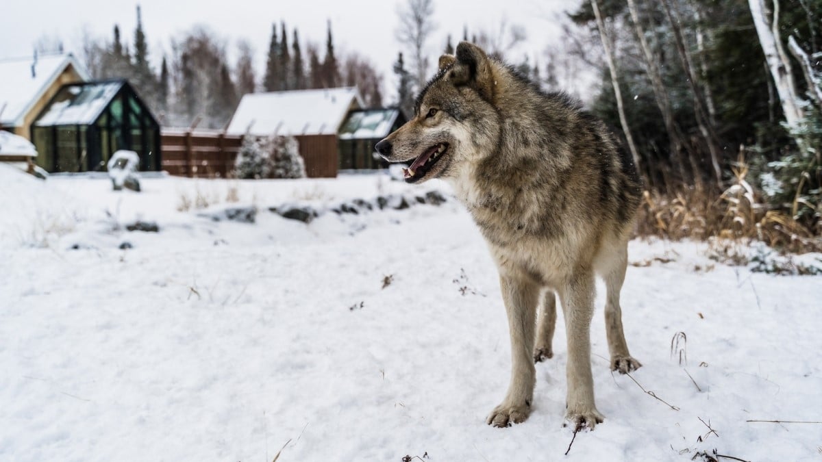 Dans cet incroyable hôtel au Canada, vous pouvez dormir avec les loups