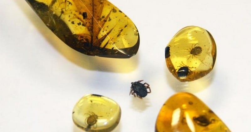 Des scientifiques découvrent une tique gorgée de sang de dinosaure dans un morceau d'ambre fossilisé, comme dans Jurassic Park !
