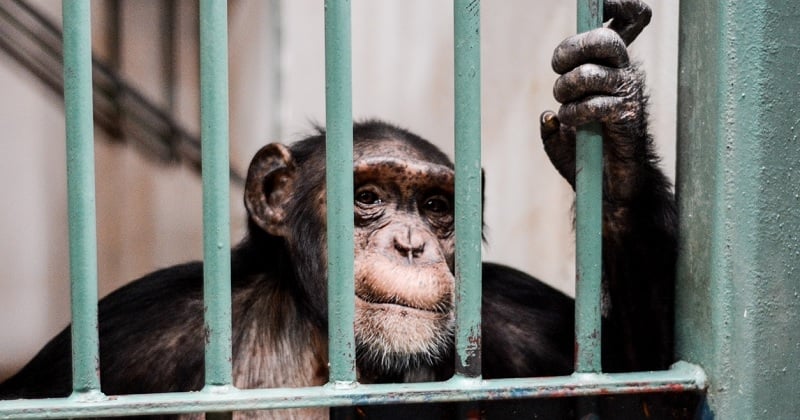 Maltraité par sa propriétaire chez qui il était enfermé dans une cage, un chimpanzé à été sauvé