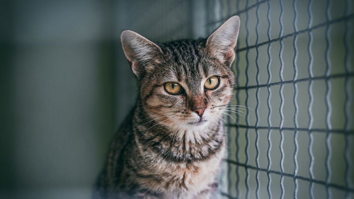 Chat abandonné en cage