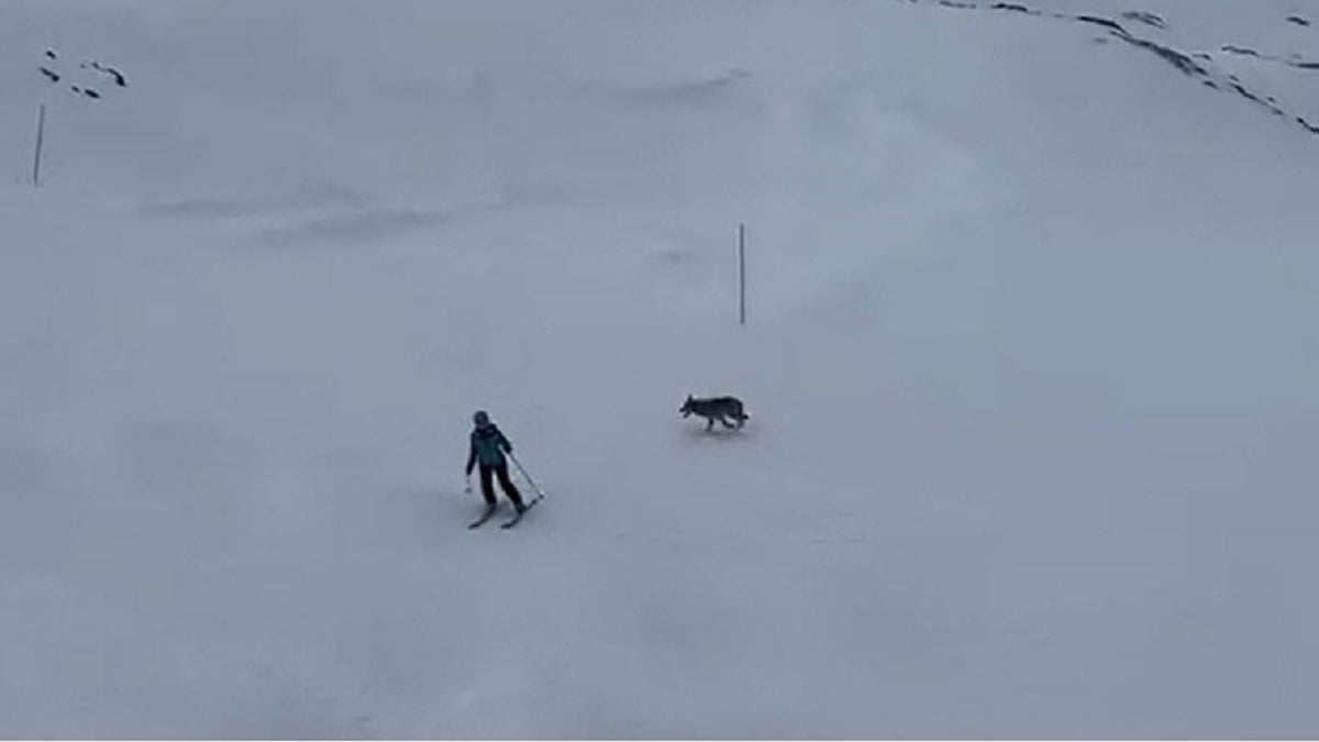 VIDÉO - un loup filmé juste derrière un skieur sur une piste en Haute-Savoie