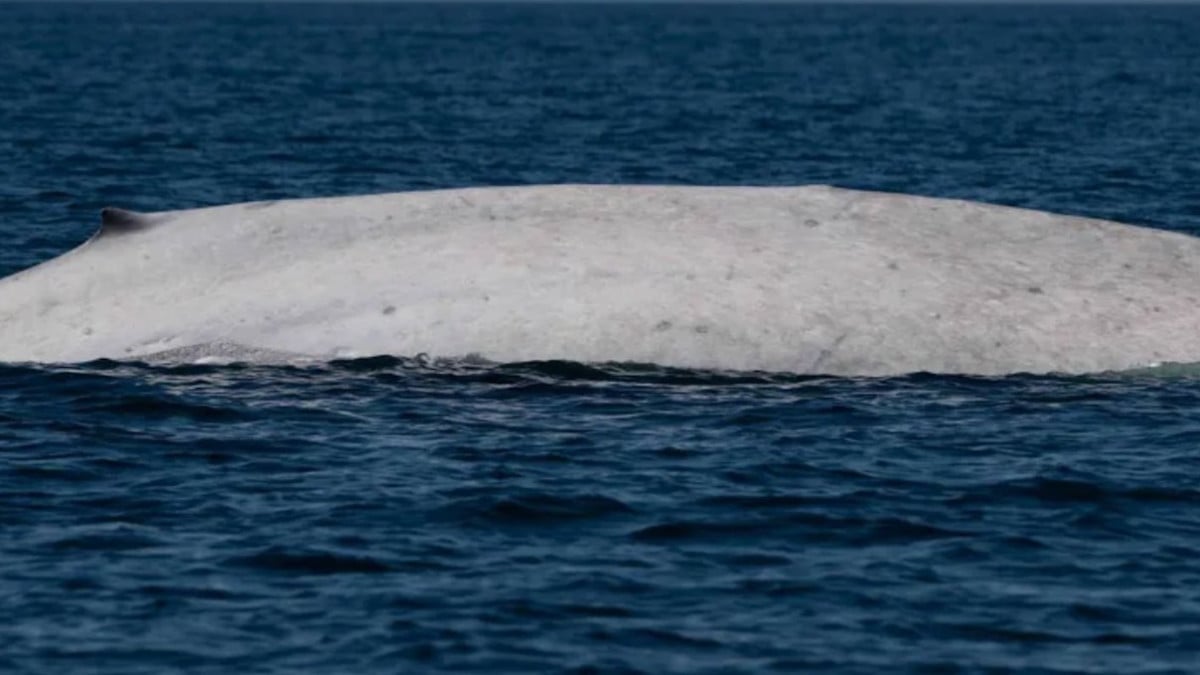 La baleine bleue albinos observée au Mexique 