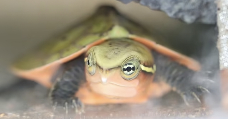Zoo de Londres : trois bébés tortues à grosse tête en danger d'extinction ont éclos 