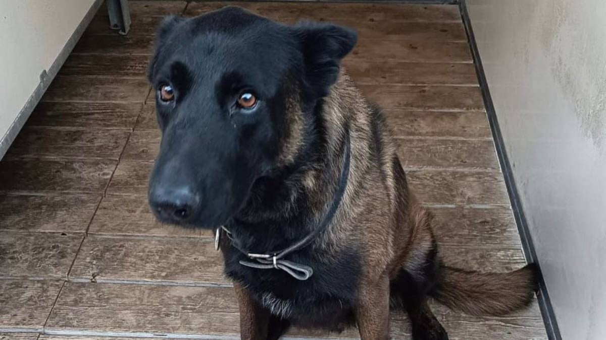 Dino, un chien policier de Metz, meurt dans un affrontement entre supporters pendant un match de football