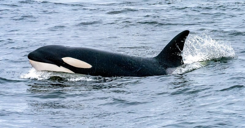 Après avoir vécu 43 ans en captivité, l'orque Kiska est décédée comme elle a vécu, seule et oubliée de tous