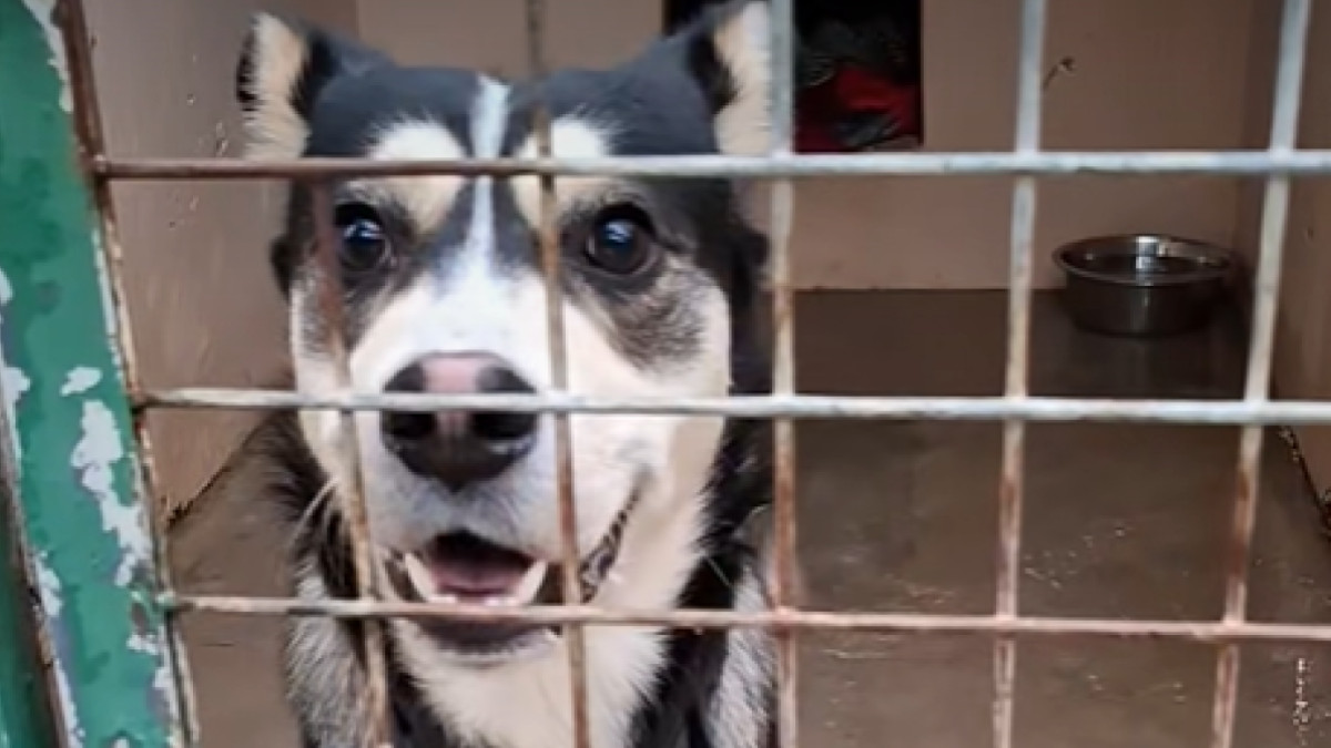 « C'est dégueulasse » : il monte dans un train avec son chien, l'attache à un siège puis redescend et l'abandonne cruellement