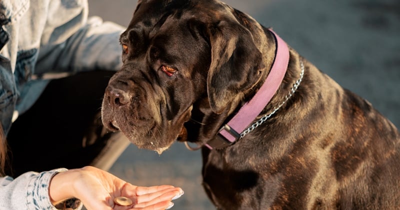 Six ans après sa disparition, cette chienne retrouve sa propriétaire grâce à un incroyable coup de chance