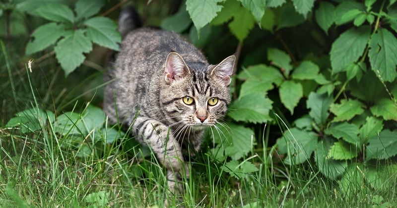 Un homme jette le chat de son voisin du troisième étage d'un immeuble, il risque une lourde peine