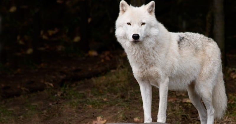 Bretagne : une louve blanche née en captivité et inoffensive s'est enfuie et erre dans la forêt de Brocéliande