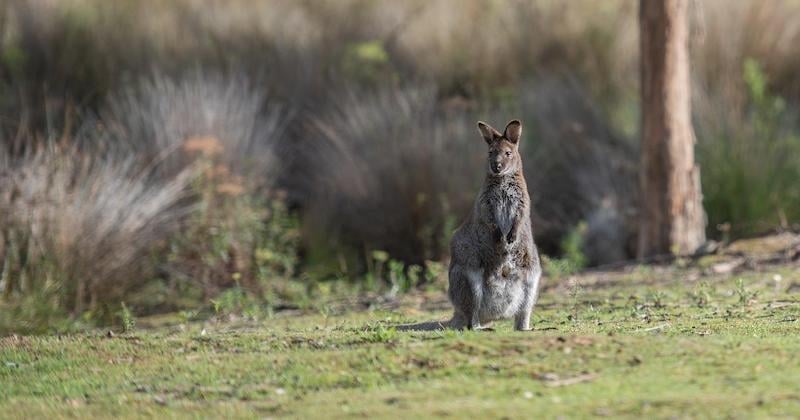 Une habitante de la Manche se retrouve nez à nez avec un wallaby ayant élu domicile dans son jardin	