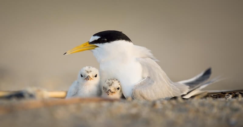 Hérault : des nids d'oiseaux détruits par des motards après un rodéo sauvage sur une plage
