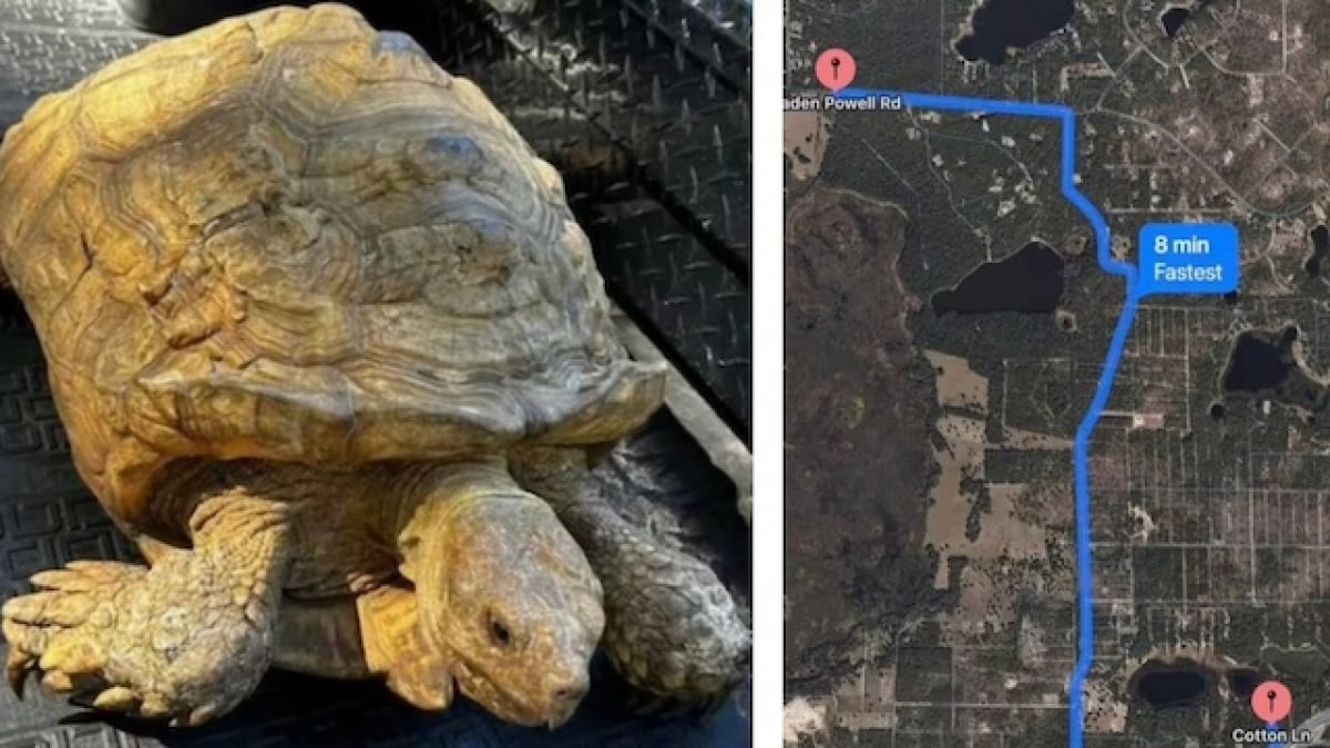 Une tortue fugueuse a été retrouvée à 8 km de chez elle, près de quatre ans après sa disparition