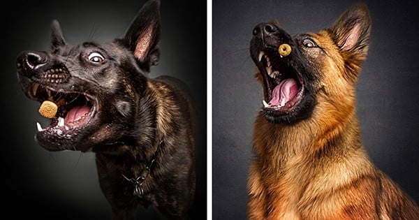 Un photographe est arrivé à saisir l'expression de chiens affamés... voire très affamés et le résultat est très drôle