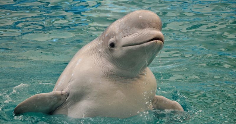 L'animal « inhabituel » repéré dans la Seine à 70 km de Paris serait un béluga, son état est jugé « préoccupant »