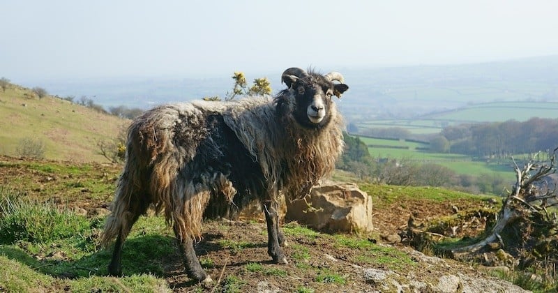 Tout plaquer pour s'occuper de moutons sur une île, voici le job de rêve qui vous attend en Écosse