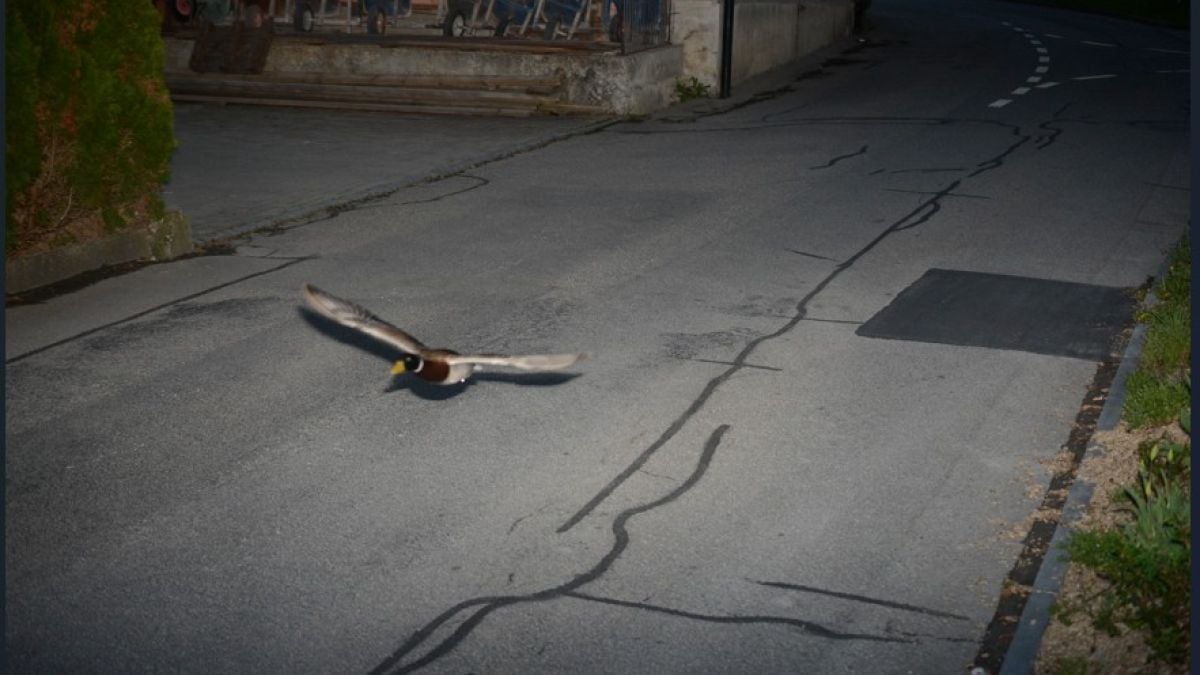 Le canard flashé