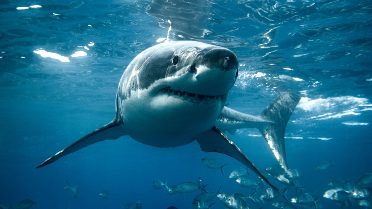 En Australie, des orques ont attaqué un grand requin blanc pour une raison terrifiante