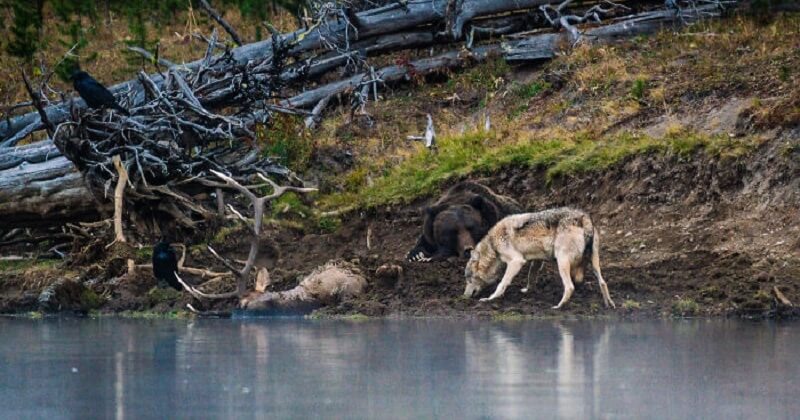 Dans le parc de Yellowstone, aux États-Unis, un photographe a assisté à la rencontre entre un ours et un loup