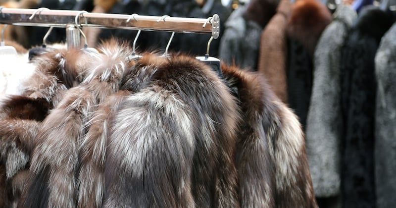 Saint Laurent, Gucci, Balenciaga... Le groupe de marques de luxe Kering renonce à la fourrure animale