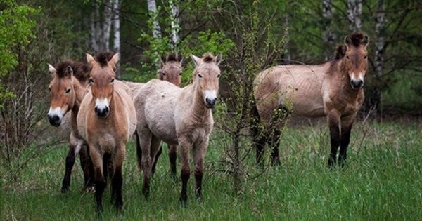 30 ans après Tchernobyl, les animaux sauvages prospèrent en paix sur les lieux de la catastrophe