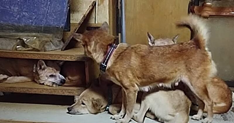 Les autorités japonaises découvrent 164 chiens infestés de parasites et affamés dans une maison de 30 m²