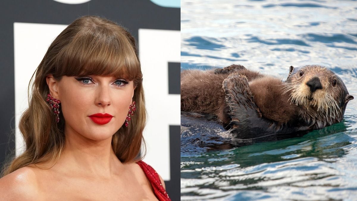 Taylor Swift n'est même pas au courant qu'elle a sauvé les loutres de mer menacées